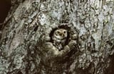 70241084-Little-owl-Athene-noctua-at-nest-hole-Lorraine-France