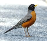 robin