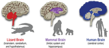 80c56e79-1f1e-4cca-ad7e-9608698a362c-Brain-Development-BLOG-768x340-1