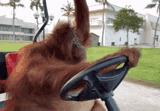 orangutan-driving