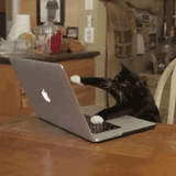 angry-typing-kitty