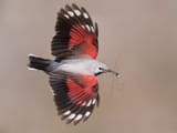 Wallcreeper