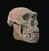 erectus 5