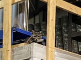 surveillance-cat