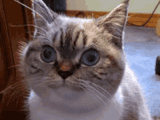 cat-stare-contest