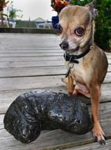 precious_and_kung_pao