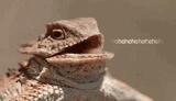 hehehe-ghehe