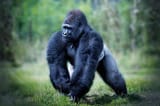 male-western-lowland-gorilla-walking