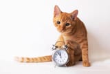 CLOCKOT12