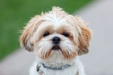 Shih-Tzu