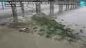 River Ganges corpses unearthed - 475968064_thumb.jpg