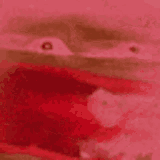 reee-pepe