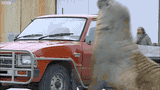huge-elephant-seal-hits-truck