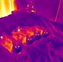 cats-farting-on-the-bed-thermal_thumb.jpg