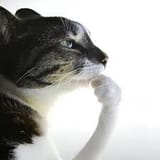 GvUEbDkXgAApKT5