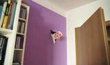 Trump-wall-cat