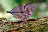 camouflageanimals22
