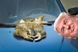 Trump-cat-car
