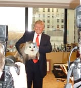 Trump-cat4
