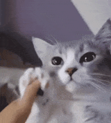 qeliameow-cat