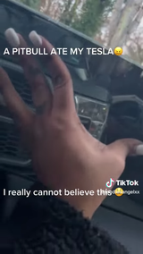 pibbles ate my tesla