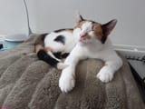 CatComfy