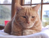 orange-domestic-shorthair-cat