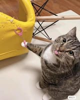 CAT-JAIL