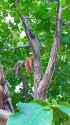 branch rest kot_thumb.jpg