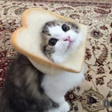 Where did it go