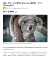 koala get clap 