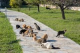 CATURDAYINTHEPARKBUTNOTJULY4TH