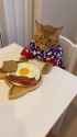 BREAKFASTKOTHIGHCHAIR_thumb.jpg