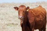 red-angus-cow-with-grass-in-mouth-piperanne-worcester