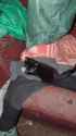 Cats army_thumb.jpg