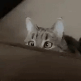 cat-retard