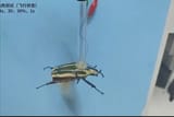 The device, which weighs less than a pinch of salt, is strapped to the back of a worker bee and connected to the insect’s brain through small needles