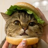 idiot sandwich