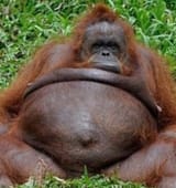 fat-orangutan1