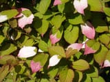 Actinidia_kolomikta