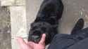you just know - male version8 (panthera)_thumb.jpg