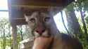 you just know - male version5 (mountain lion)_thumb.jpg