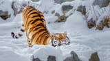 Tigers_Snow_Funny_559747_2560x1440