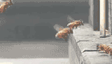 michael-bay-gifs-16