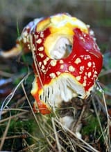 435px-Fly_Agaric_-_geograph.org.uk_-_581925