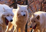 Laughing_Wolves