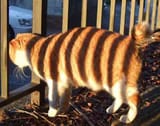 cat_tiger