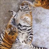 fat-tiger-004