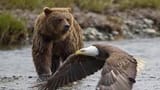 burr_and_birb