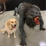 Dog and ancient wolf